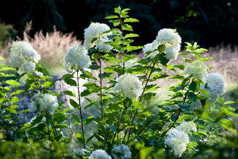Hydrangea Paniculata 'Phantom', Hydrangea 'Phantom', Phantom Hydrangea, Panicle Hydrangea 'Phantom', Paniculate Hydrangea 'Phantom', White Flowers, White Hydrangea